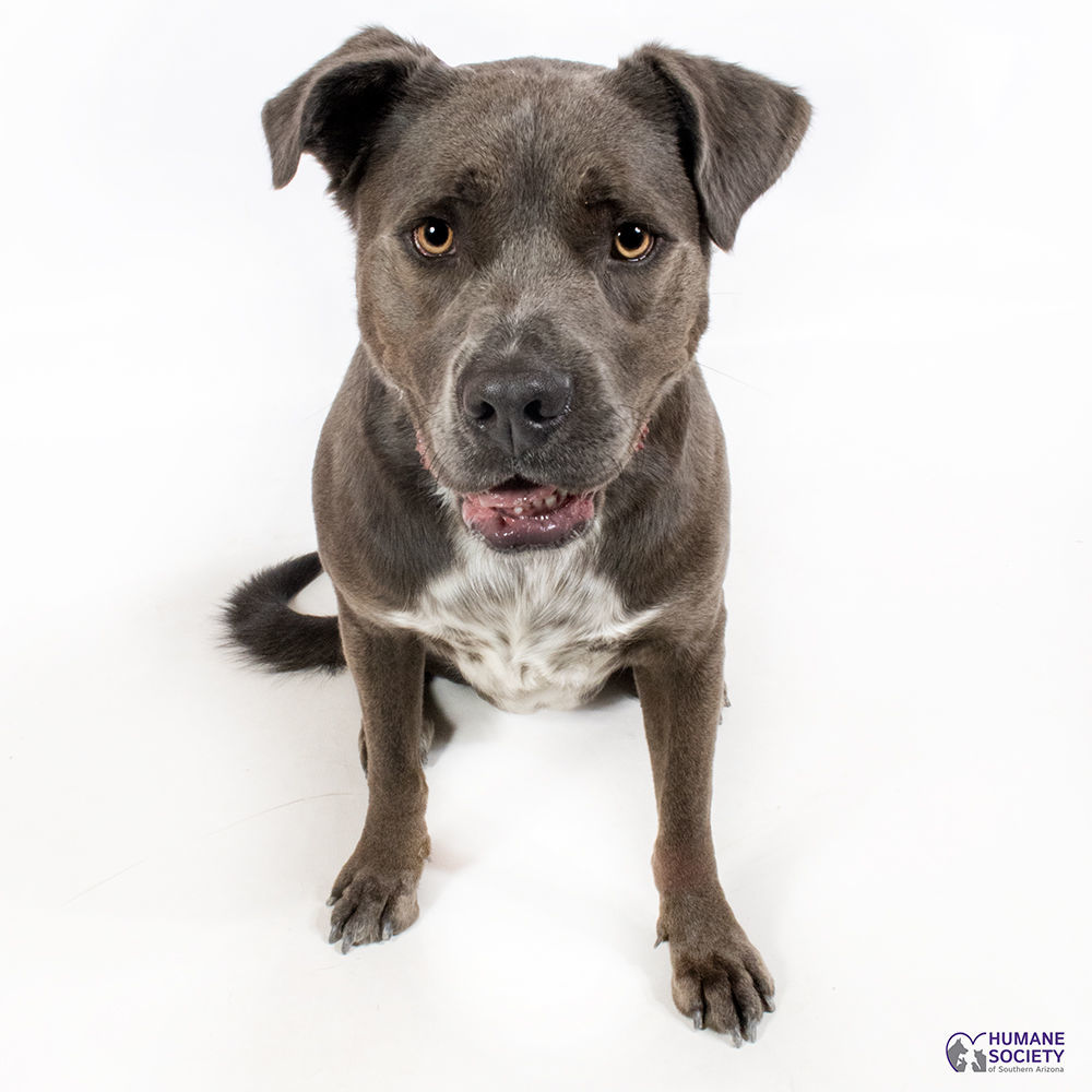 Adopt a friend: Monty